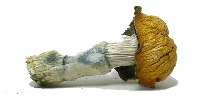 From Ancient Traditions to Modern Mushroom Culture